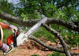 Best Tree Cabling and Bracing  in Flatonia, TX